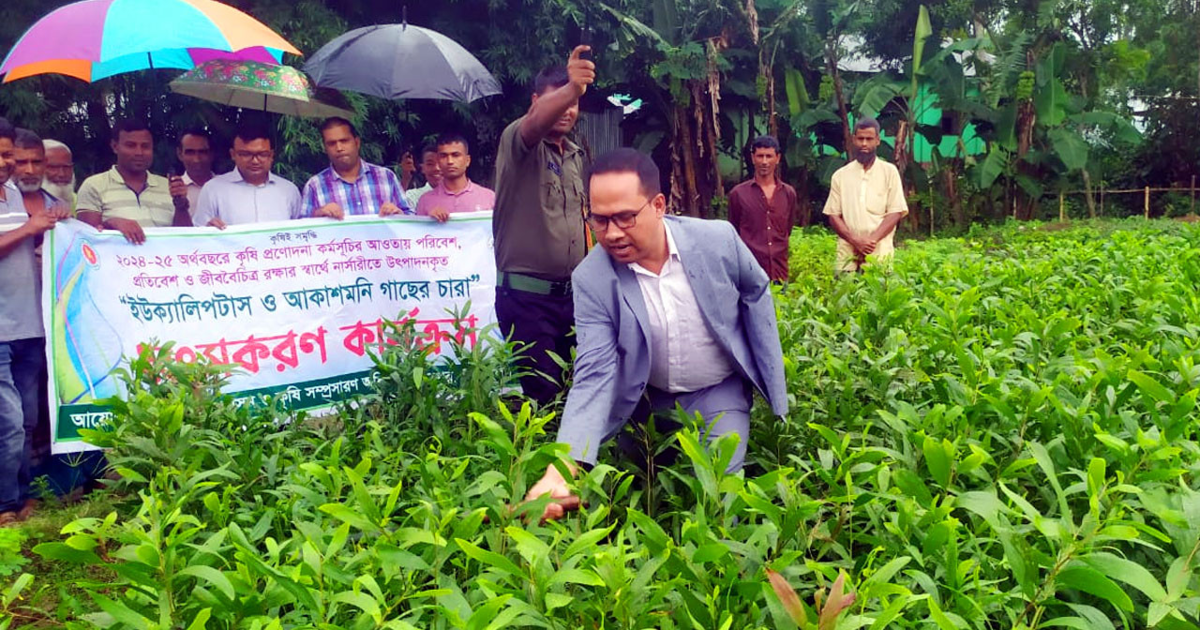 মধুপুরে প্রশাসনের অভিযানে তিন লক্ষাধিক ইউক্যালিপটাস ও আকাশমনি চারা নিধন