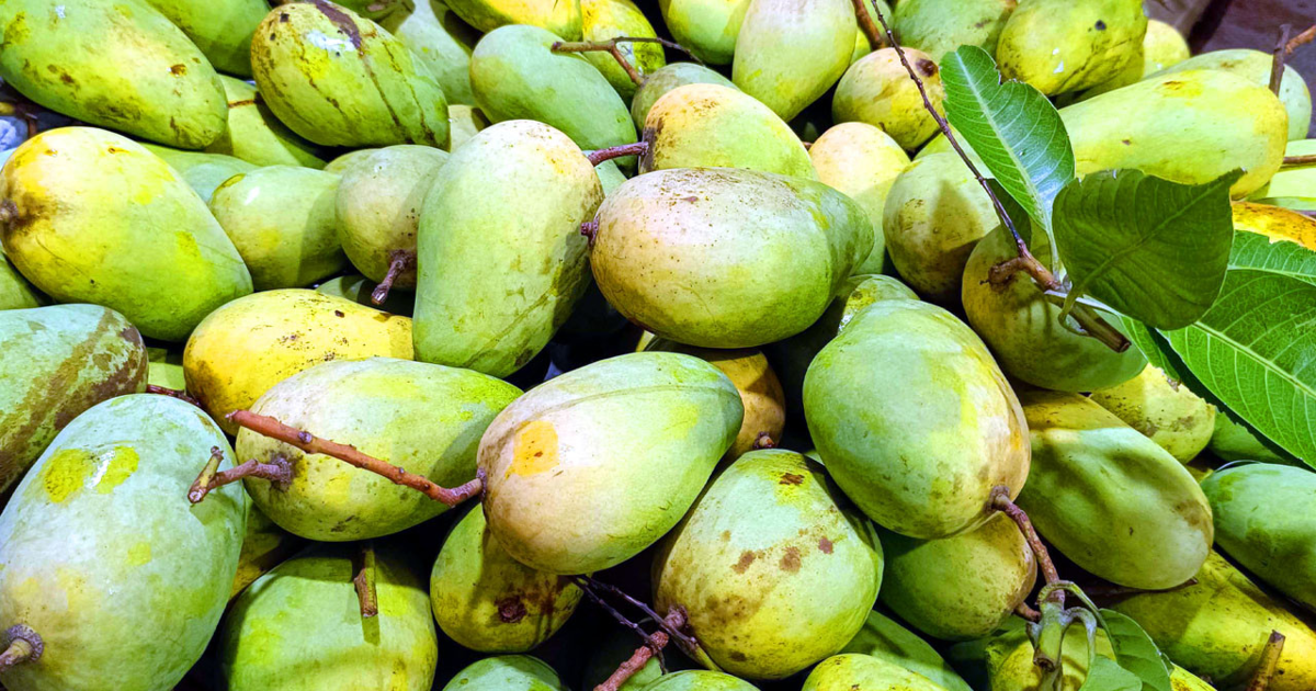 ডায়াবেটিস কিংবা ওজন কমানোর পথে আম কি বাধা?