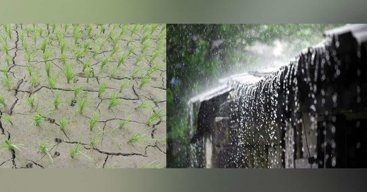 খরা ও বন্যায় বিপর্যস্ত আড়াই লাখ কৃষক