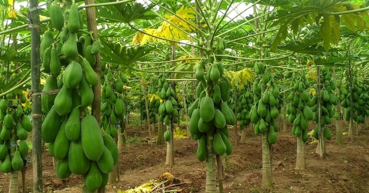 আনারসের রাজধানী মধুপুরে পেঁপের রঙিন বিপ্লব