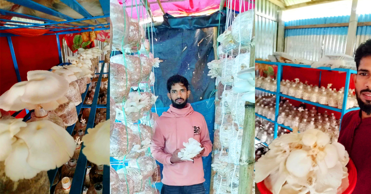 মধুপুরে মাশরুম চাষে আশা দেখাচ্ছেন রাকিব তালুকদার