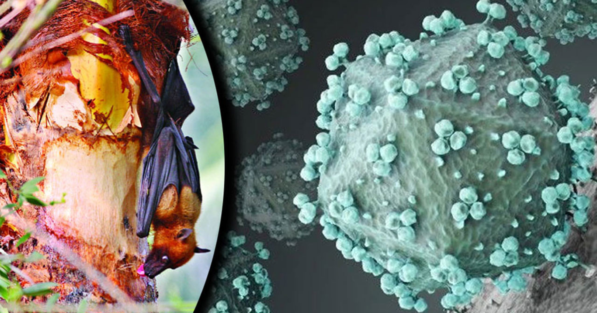 বাংলাদেশে নিপাহের মতো প্রাণঘাতী নতুন ভাইরাস শনাক্ত