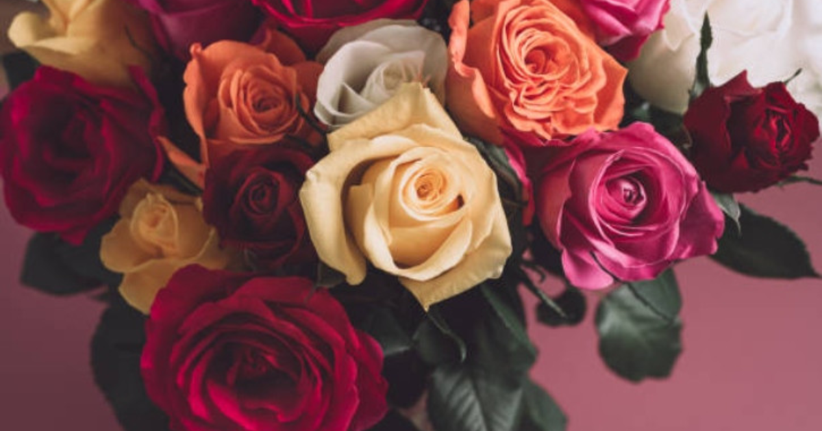 আজ রোজ ডে ২০২৬: জানুন কোন রঙের গোলাপের মানে কী