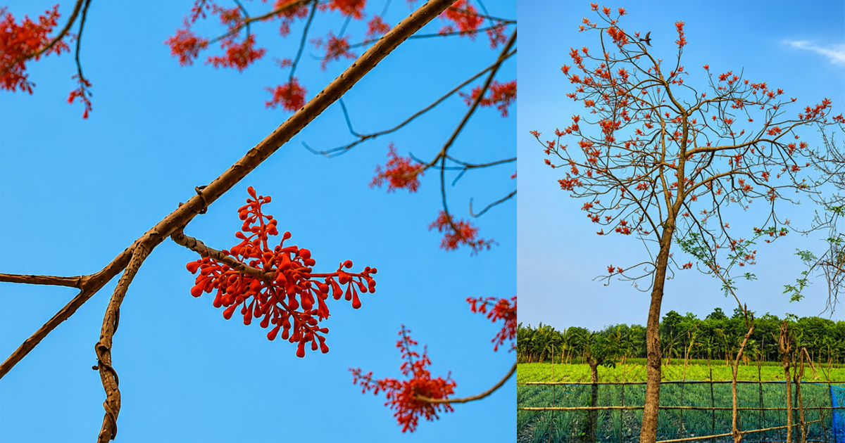 মধুপুর গড়ে লাল উদাল