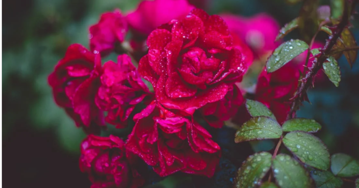 খাদিজা (রা.)’র চারটি গুণ যা নারীদের জন্য চিরন্তন অনুসরণীয়