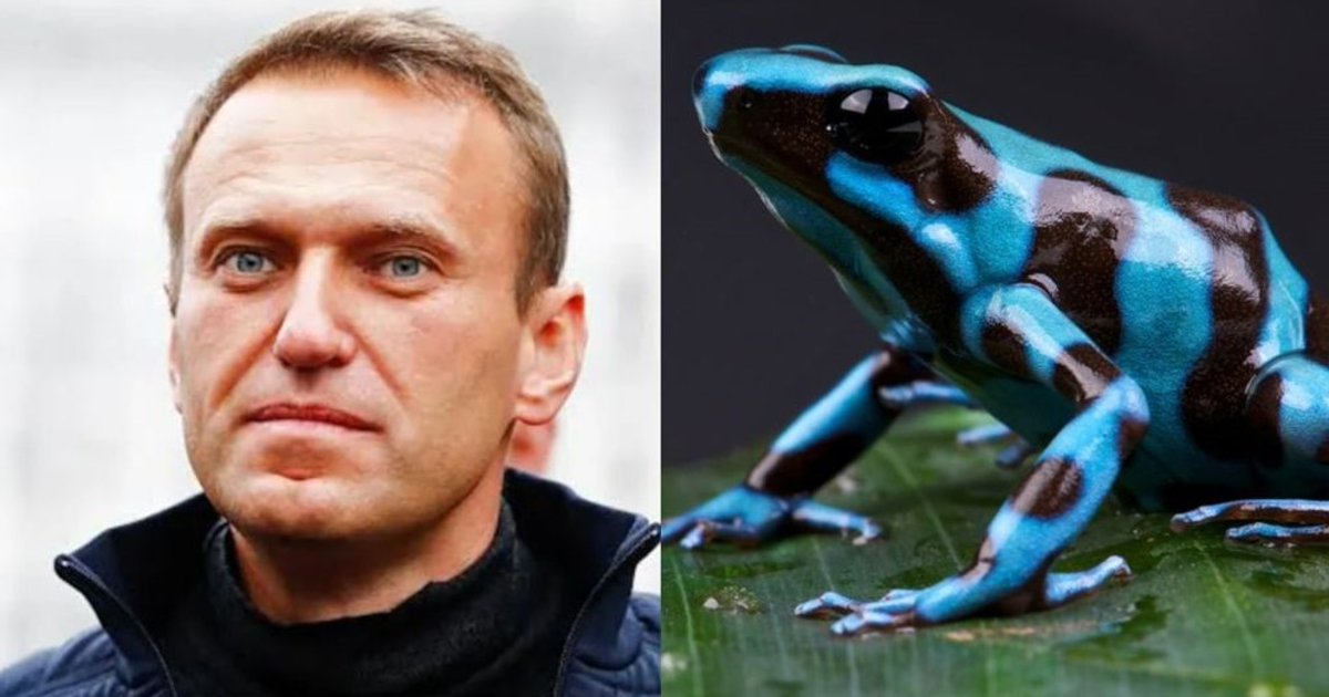 নাভালনির মৃত্যুর পেছনে ‘ডার্ট ফ্রগ’ বিষ? ইউরোপের বিস্ফোরক দাবি